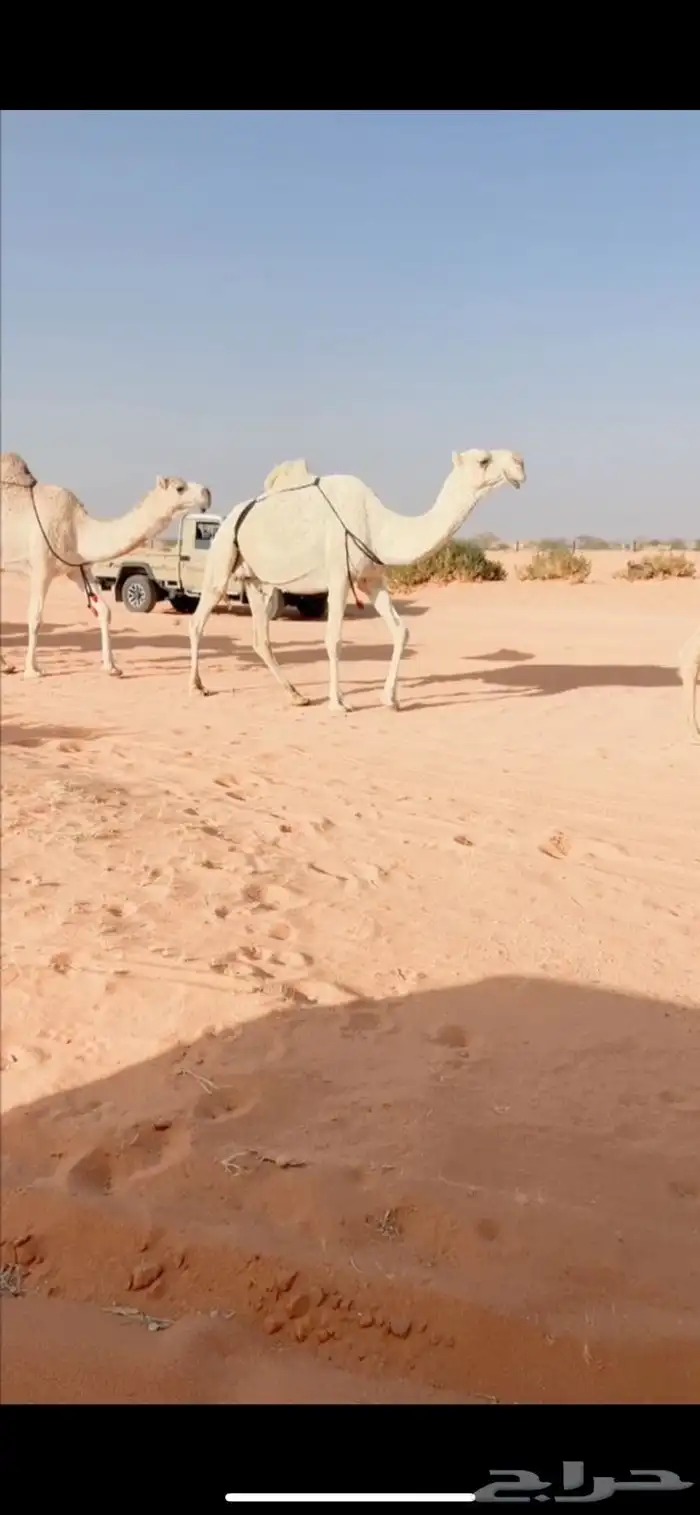 البل الكفوو 0