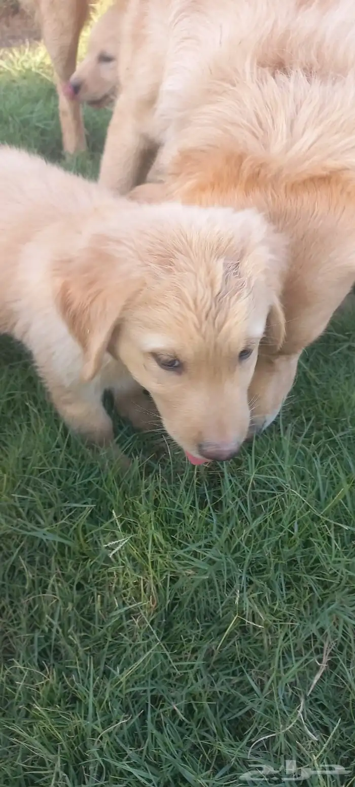 جراوي جولدن 1