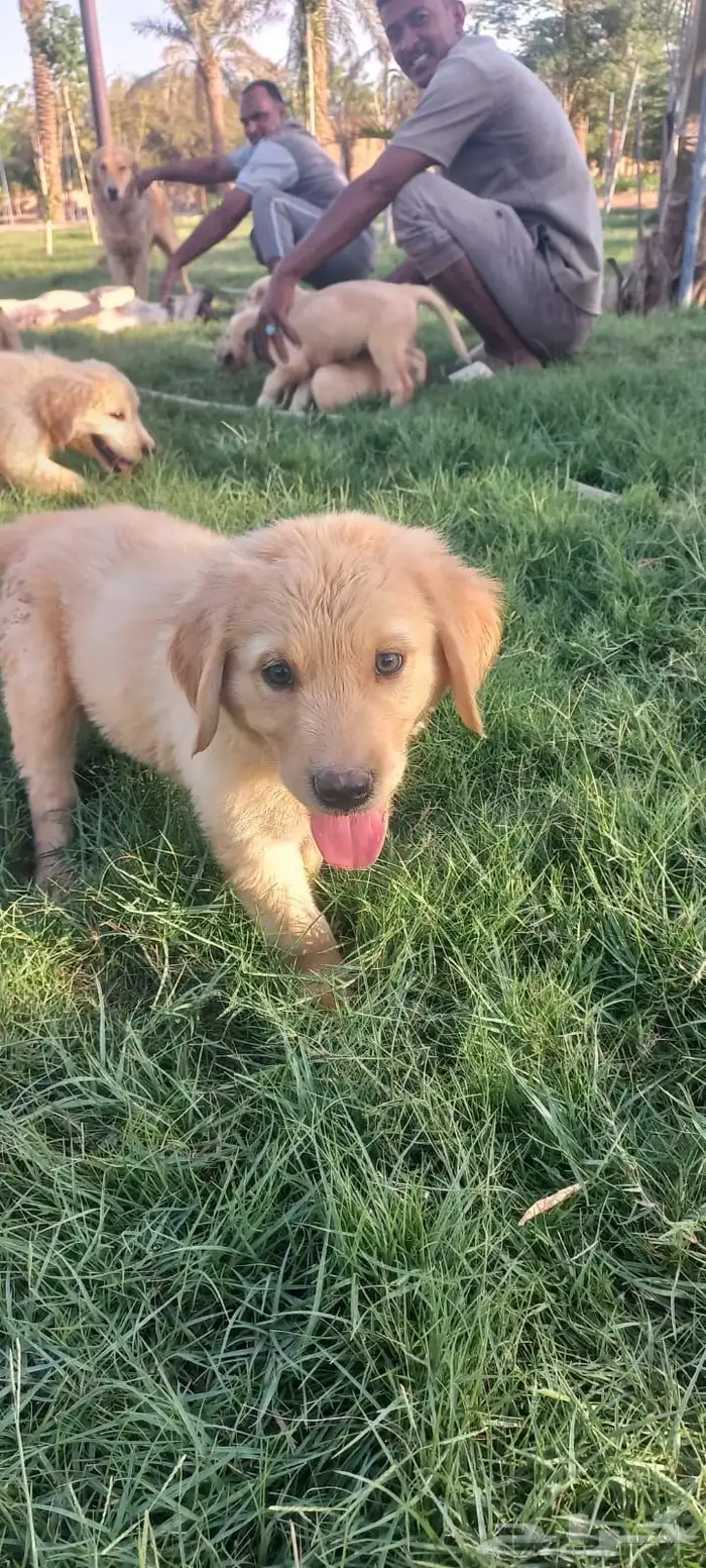 جراوي جولدن 0