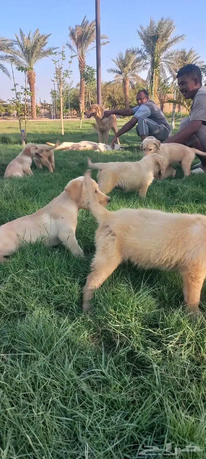 جراوي جولدن 3