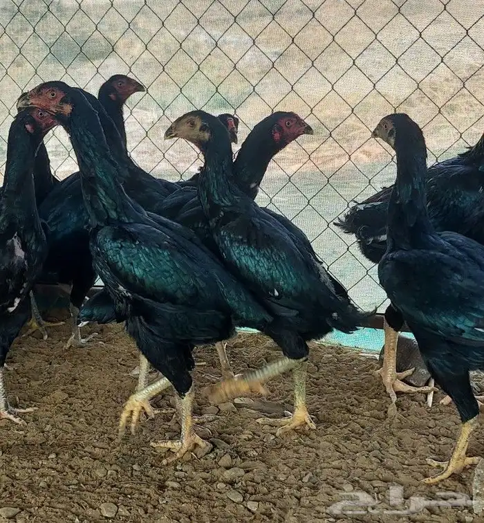 شامو الماني و سندي 1