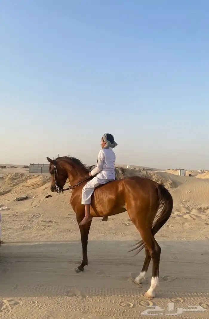 سلام عليكم اعرض لكم حصان شعبي شيخ 0