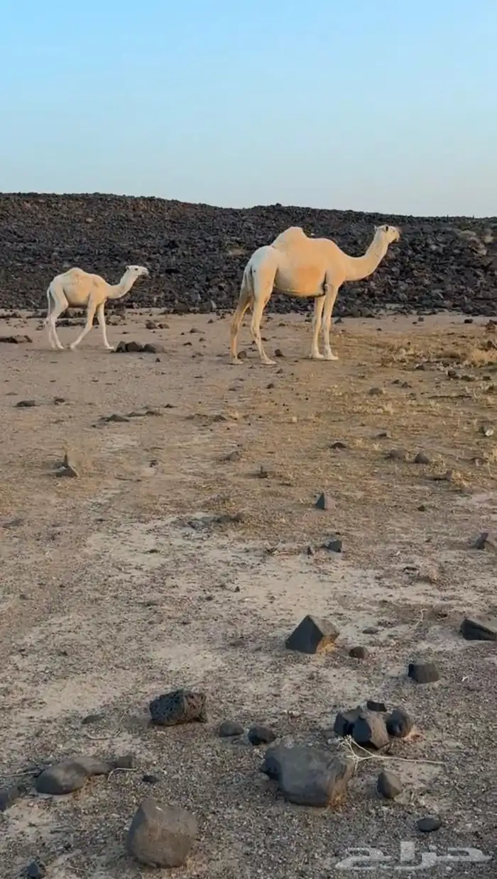 للبيع خلفه وضحاء عليانيه تحتها قعود حيسوني. 0