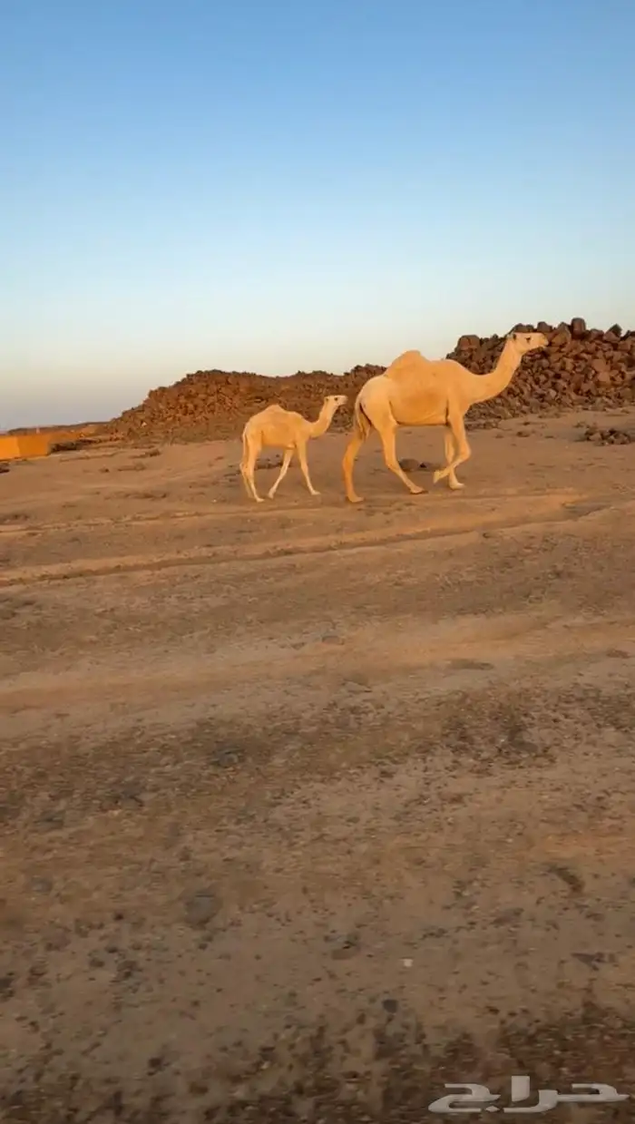للبيع خلفه وضحاء عليانيه تحتها قعود حيسوني. 2