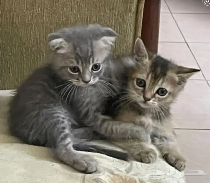 قطط اسكوتش فولد 1