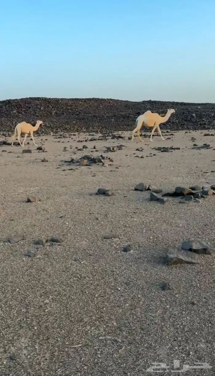 للبيع خلفه وضحاء عليانيه تحتها قعود حيسوني. 1