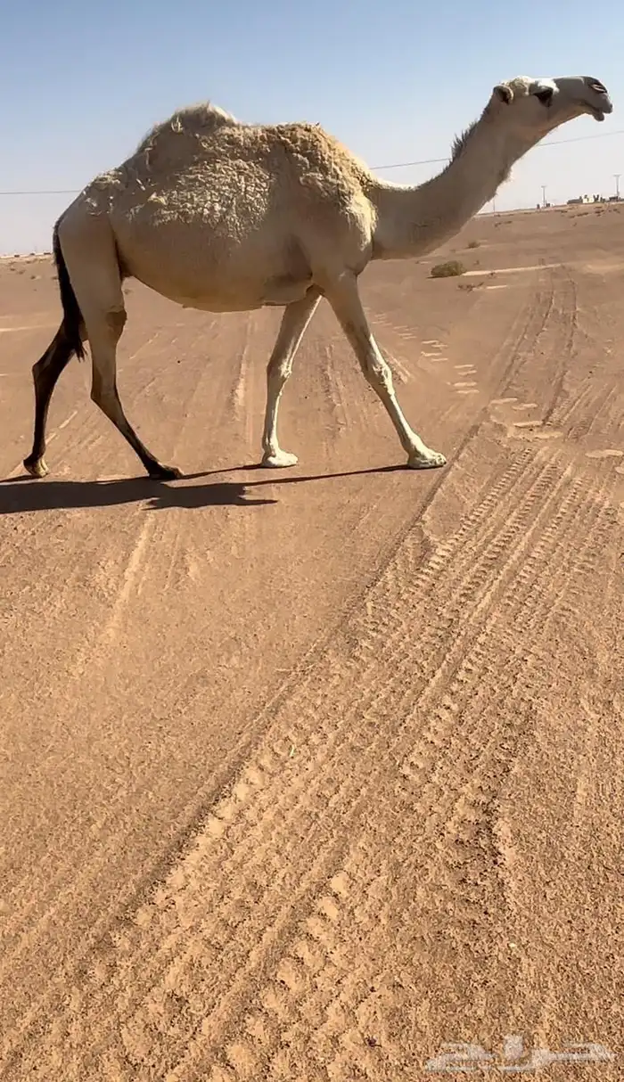 للبيع لقحه رمانيه 0