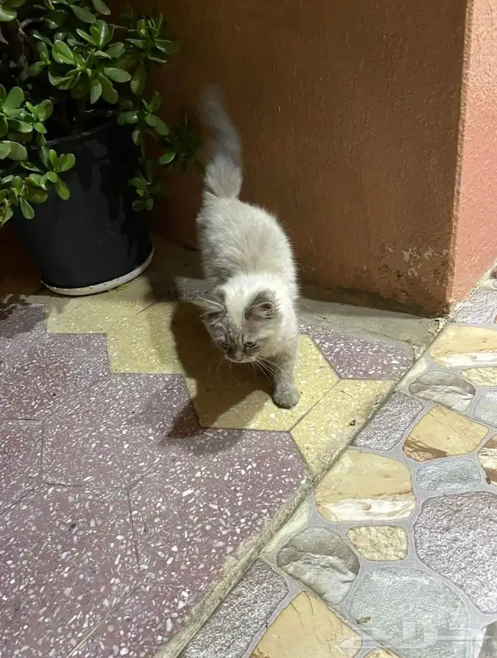 قط للتبني 2