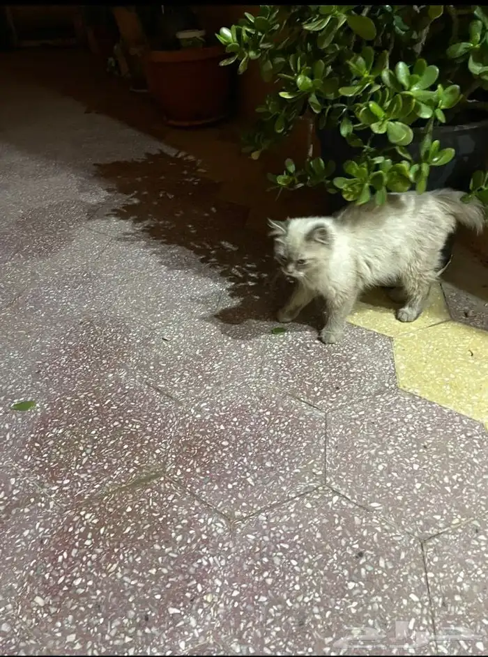 قط للتبني 3