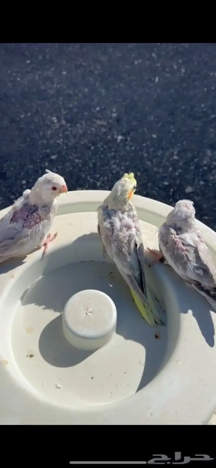 فروخ كروان 5