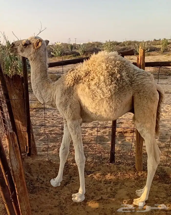 حاشي للبيع 0