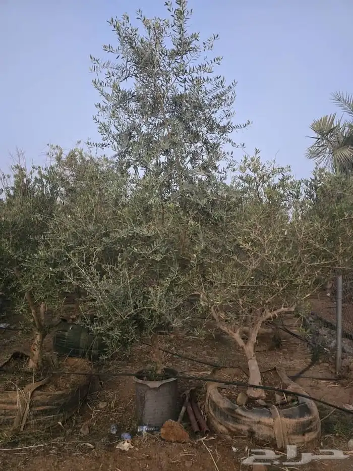 جشر زيتون نيبالي درجه اولا نوصل لجمي انحى المملكه ااسعوديه 9