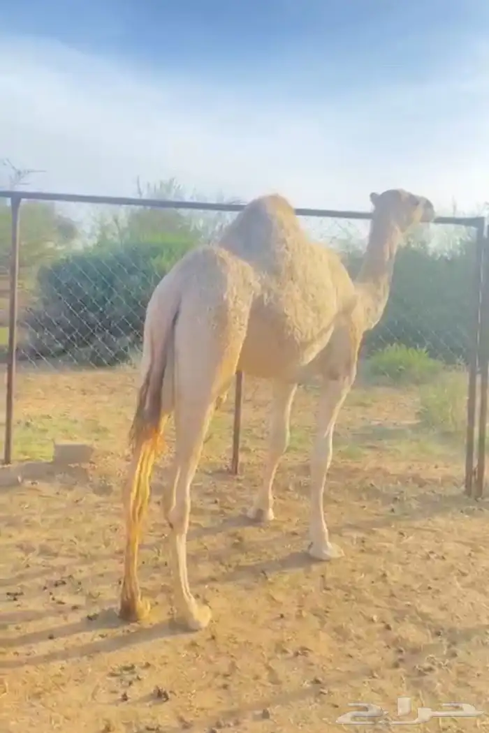 بَكره 0