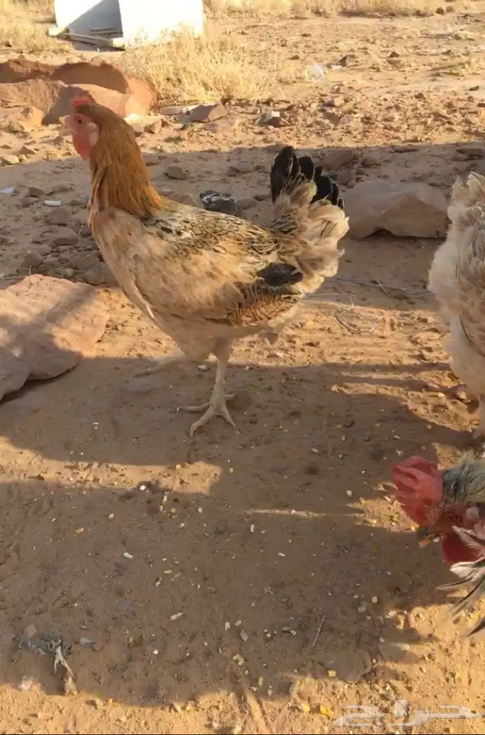 دجاج للبيع 0