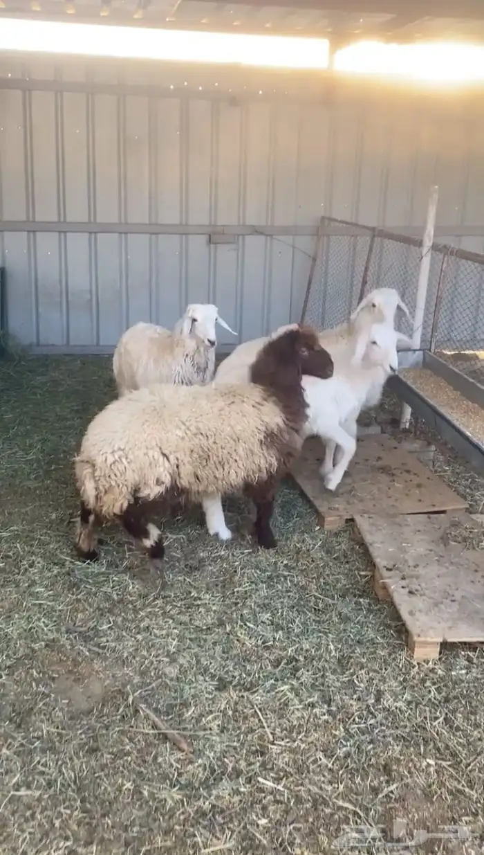 الرخل النعيمي للبيع فقط الحريات تم بيعهن 2