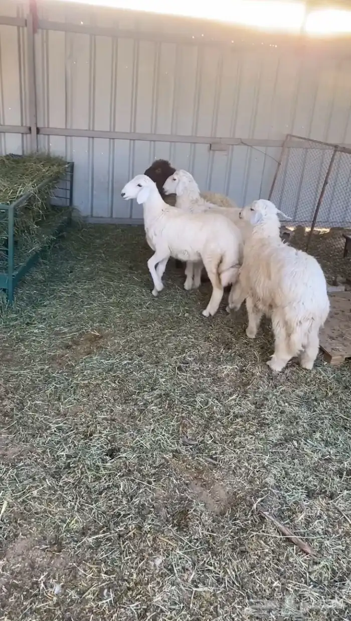 الرخل النعيمي للبيع فقط الحريات تم بيعهن 1