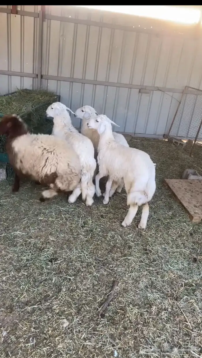 الرخل النعيمي للبيع فقط الحريات تم بيعهن 0