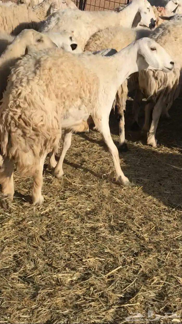 غنم مراح حريات 3