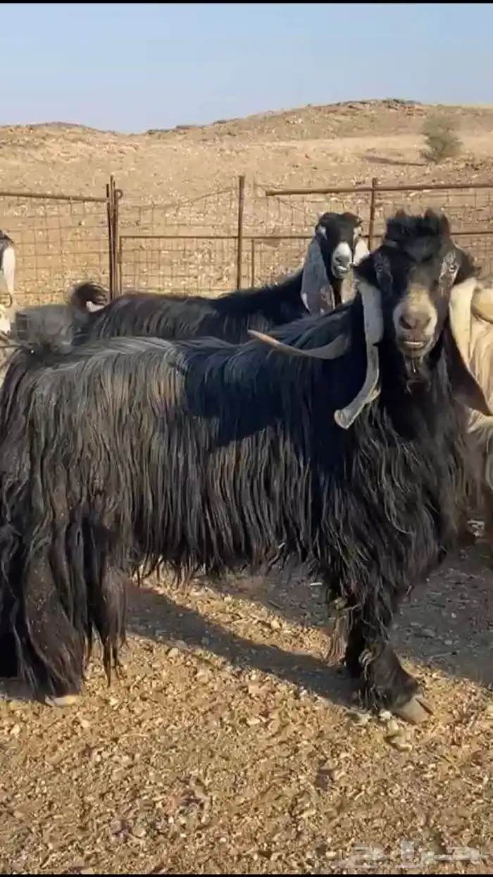 معزاء عوارض 1