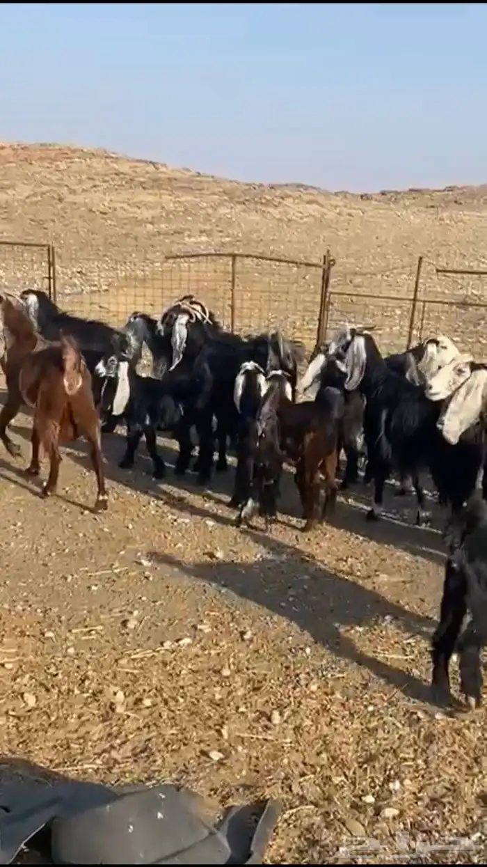 معزاء عوارض 16