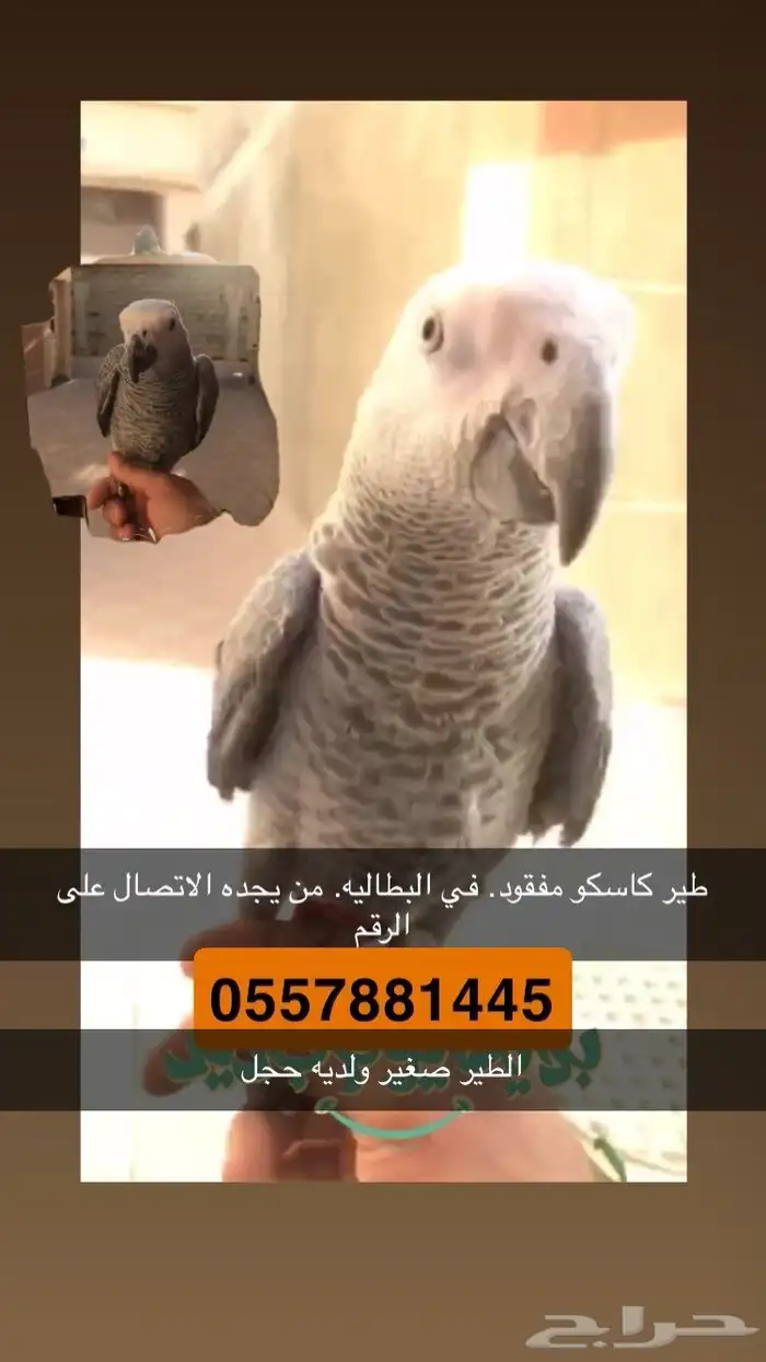 طير ساسكو مفقود 0