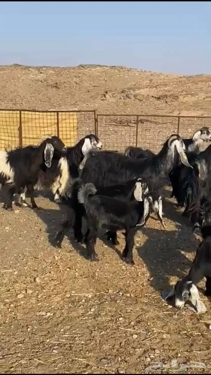 معزاء عوارض 7