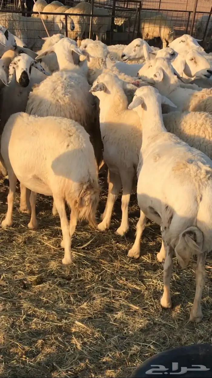 غنم مراح حريات 13