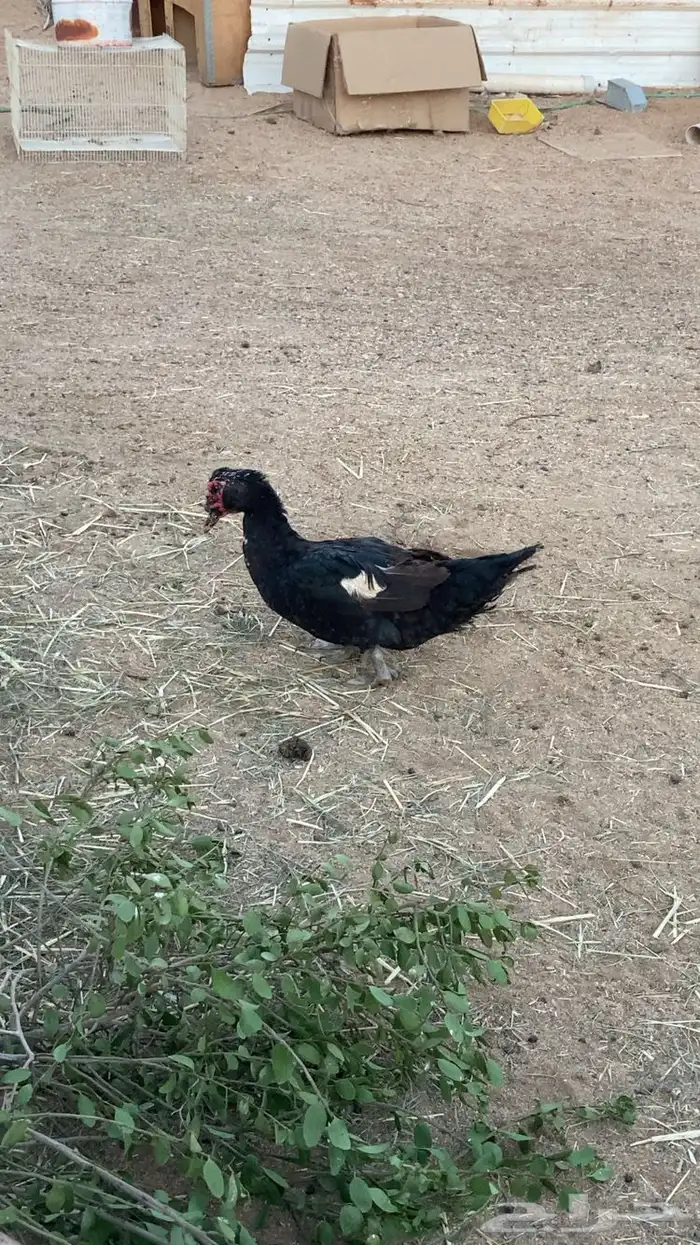 ذكر بط بلدي للبيع 0