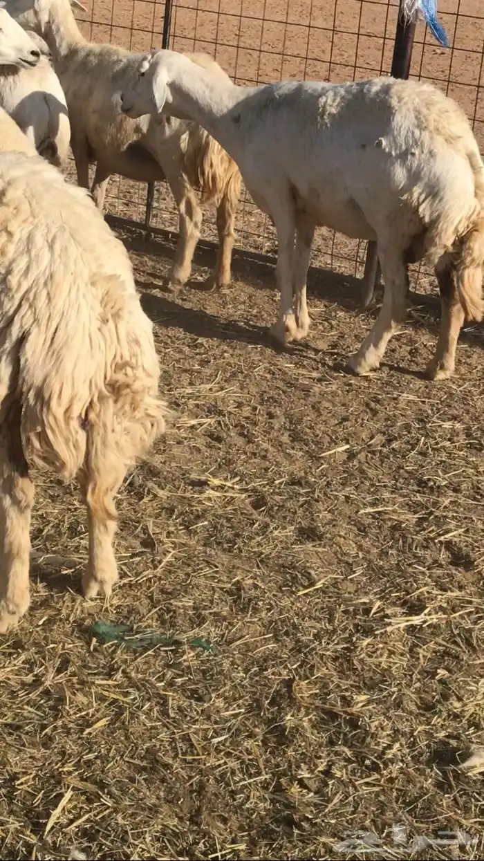 غنم مراح حريات 0