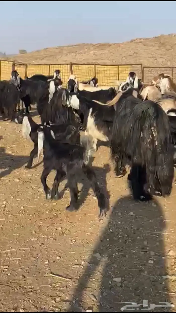 معزاء عوارض 8