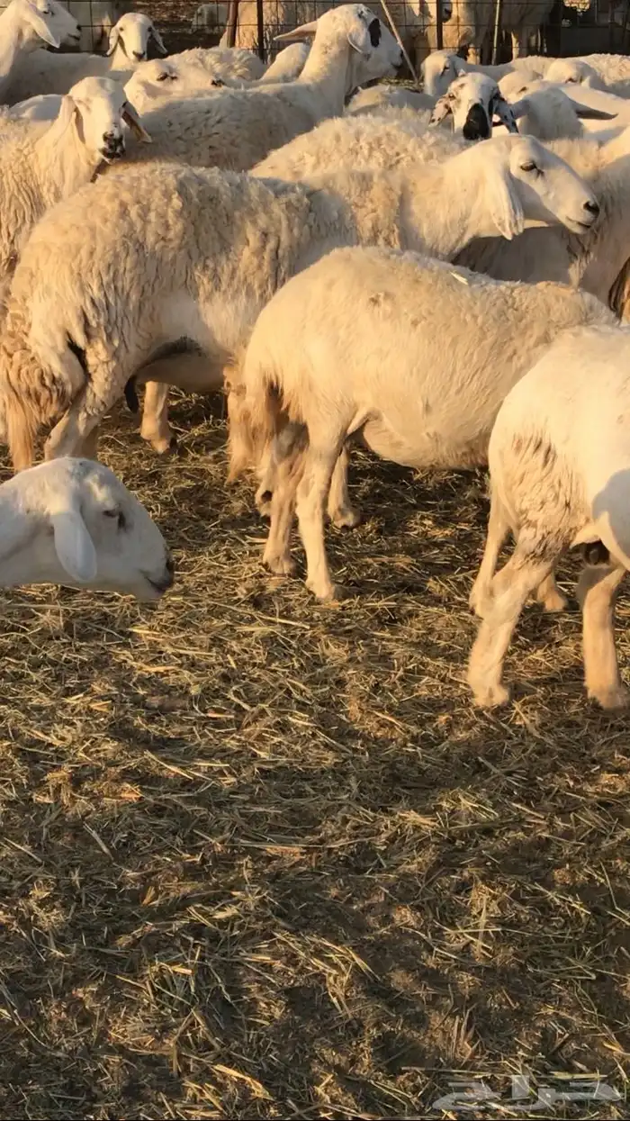 غنم مراح حريات 4