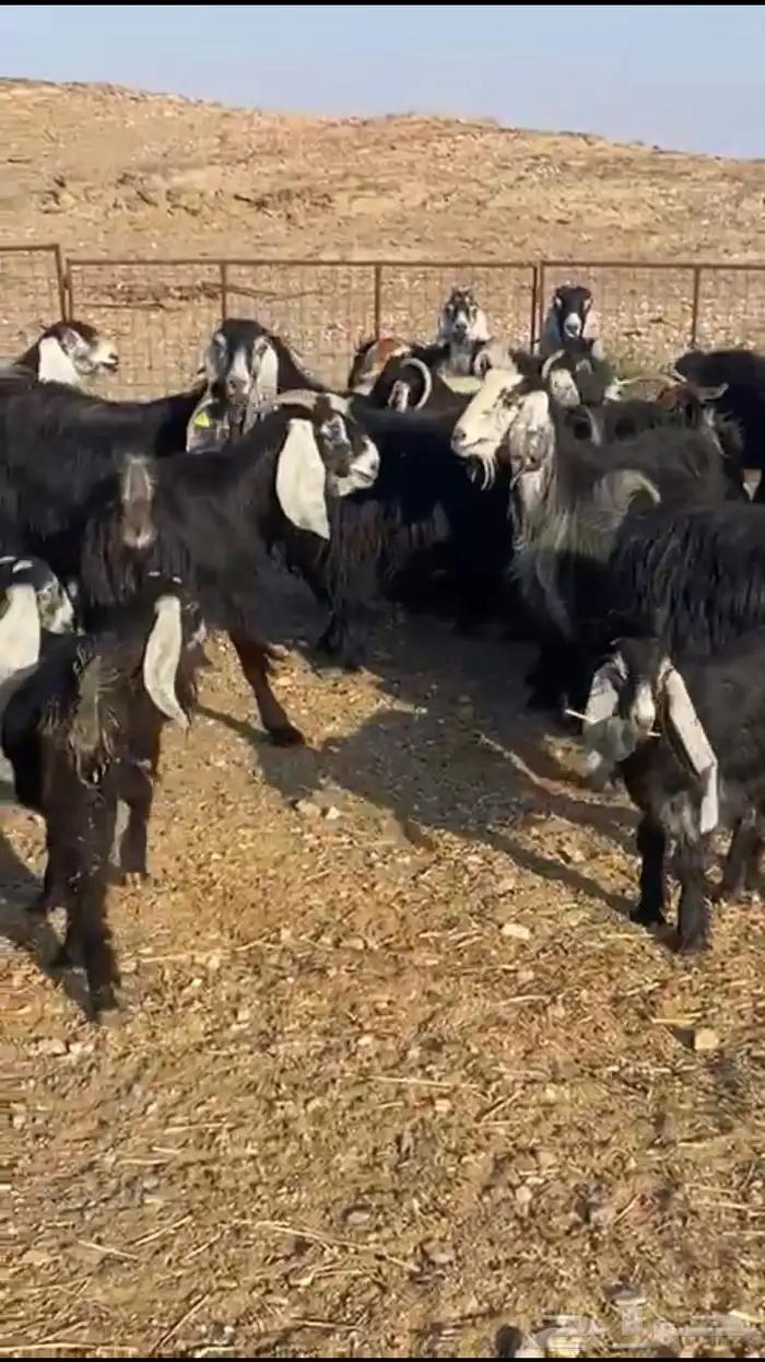 معزاء عوارض 5