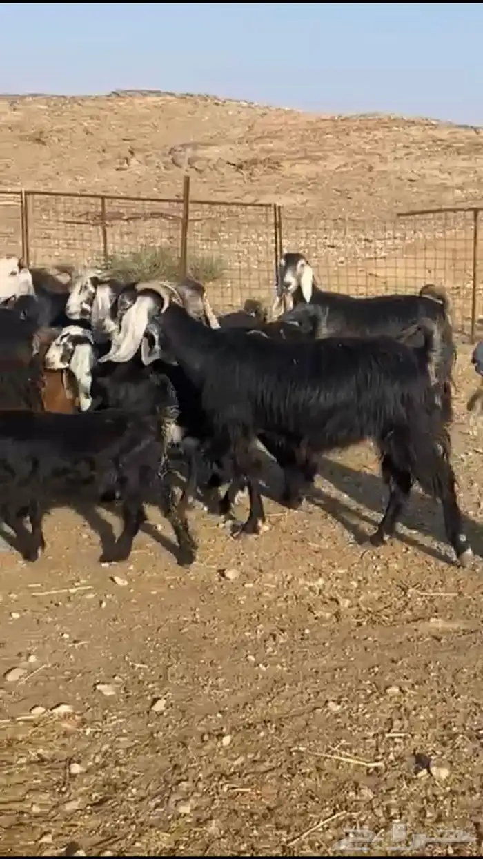 معزاء عوارض 9