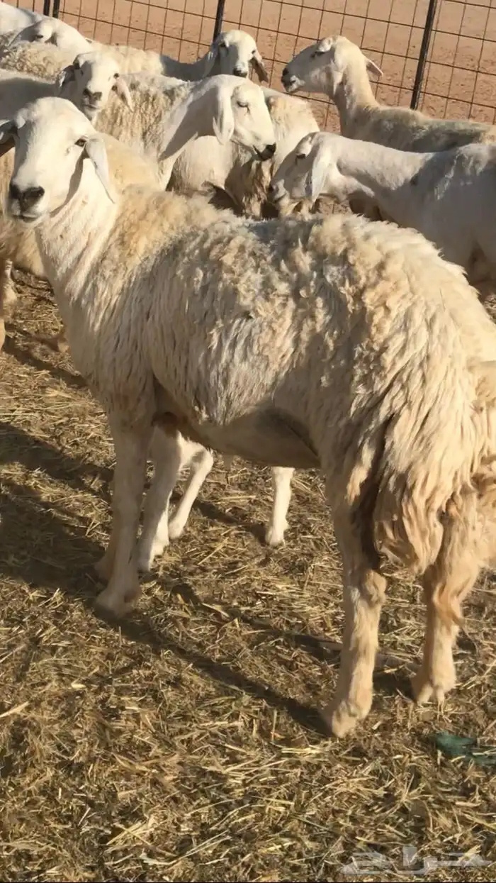 غنم مراح حريات 8