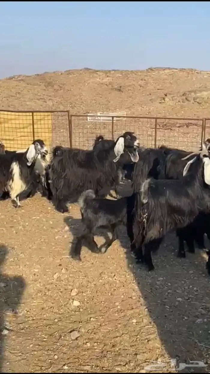 معزاء عوارض 3