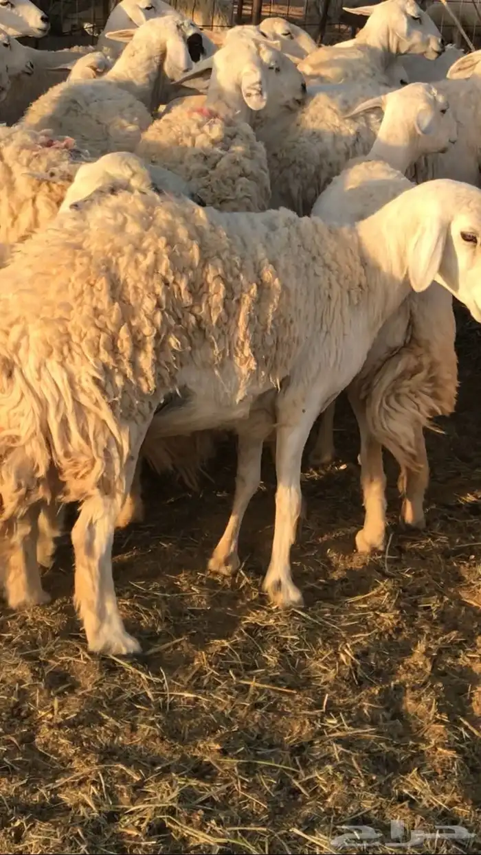 غنم مراح حريات 5