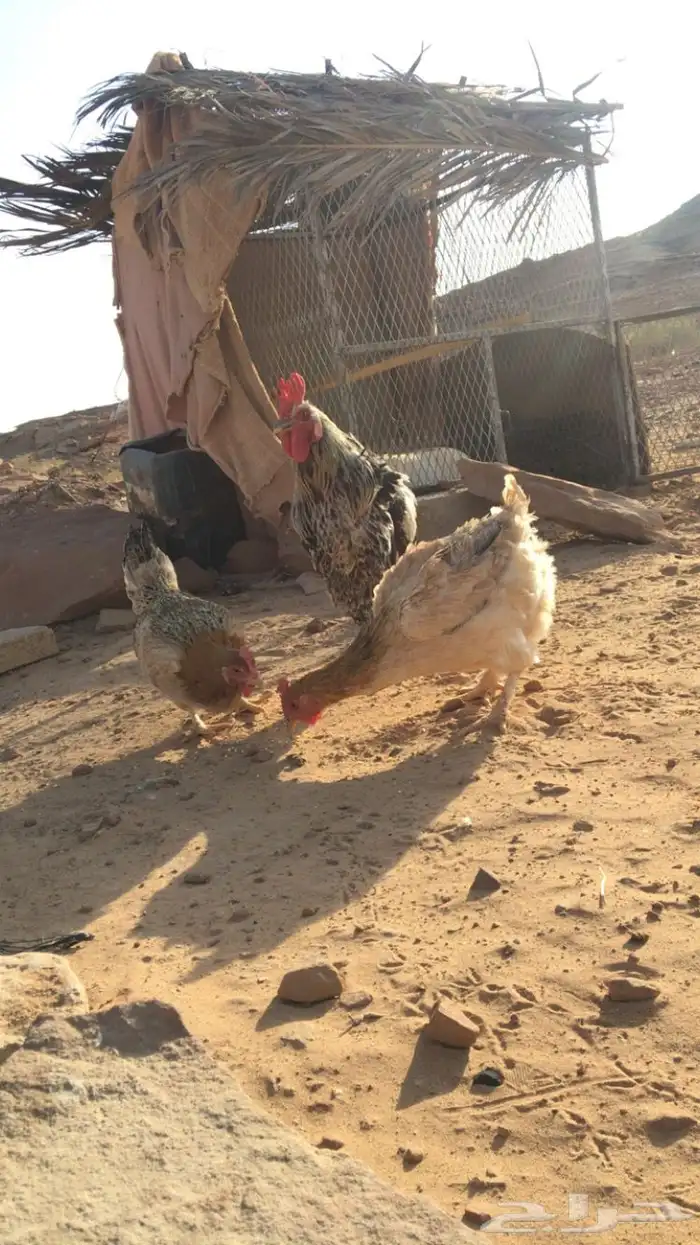 دجاج للبيع 3