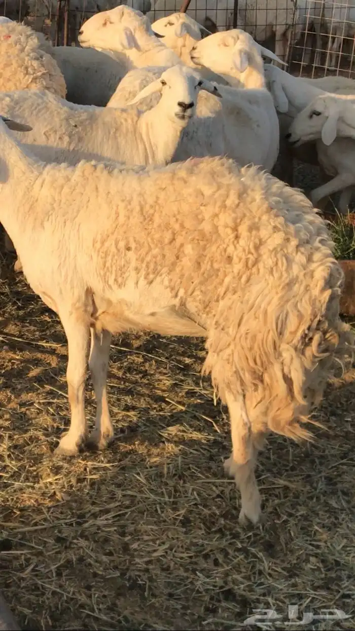 غنم مراح حريات 2