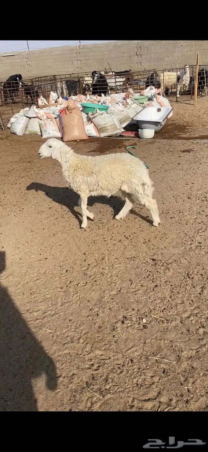 خروف حري هرفي مغلق فل 0