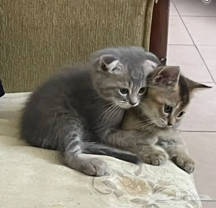 قطط اسكوتش فولد 2