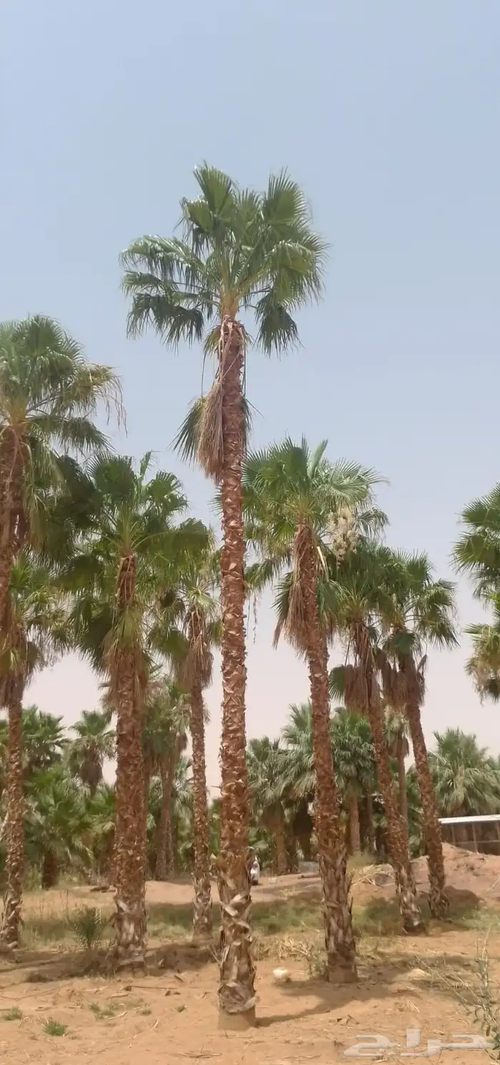 نخل واشنطني وعربي 6
