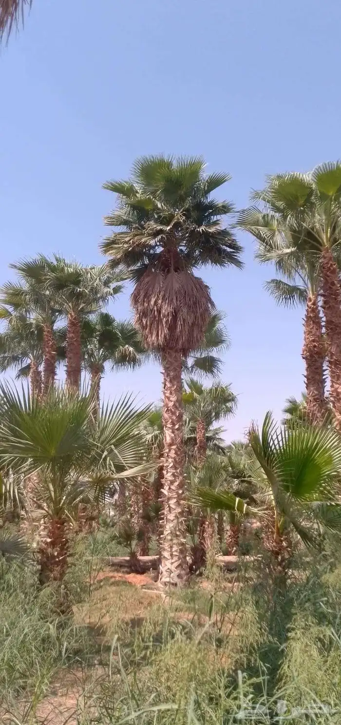 نخل واشنطني وعربي 1