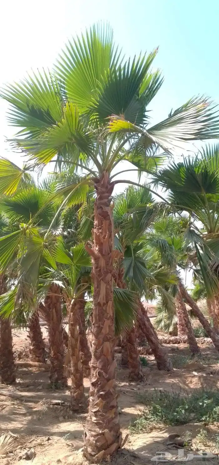 نخل واشنطني وعربي 5