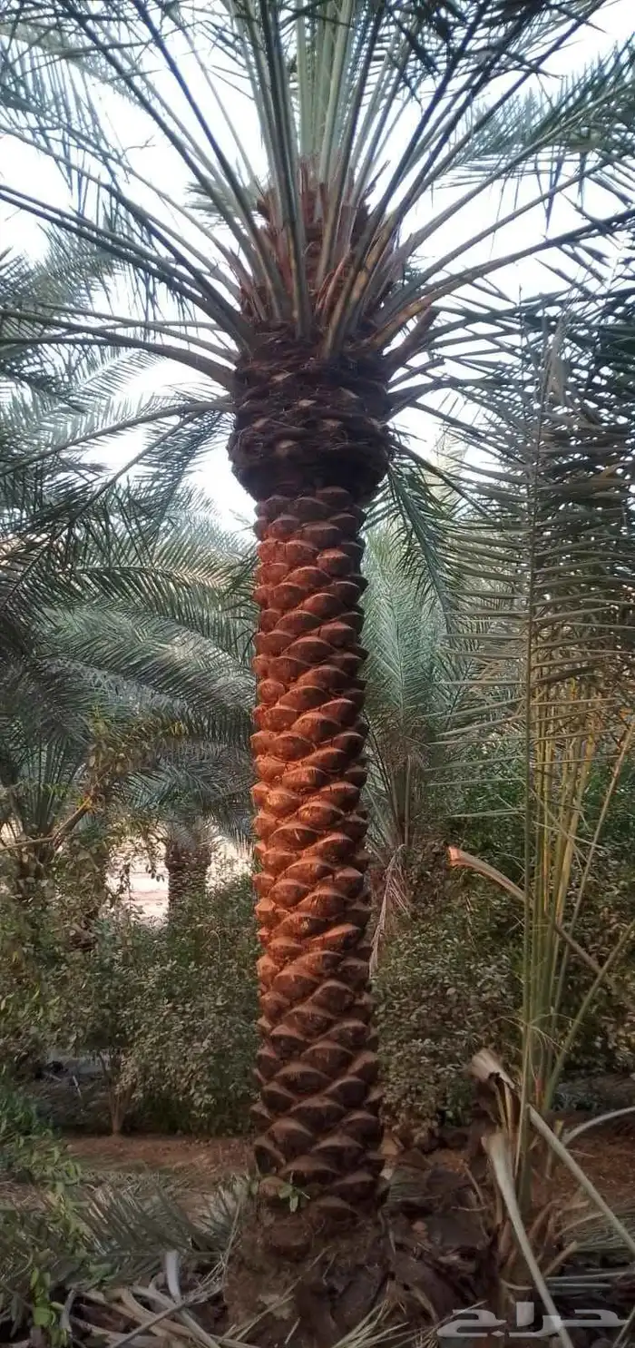 نخل واشنطني وعربي 2
