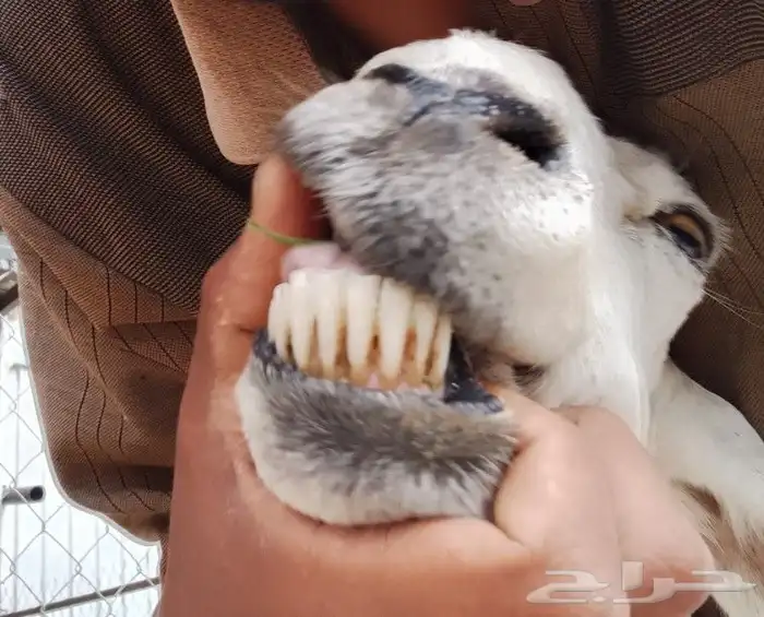 نعرض لكم شاه ماشاء الله تبارك الله حجم ممتاز ونظيه وسليمه 0