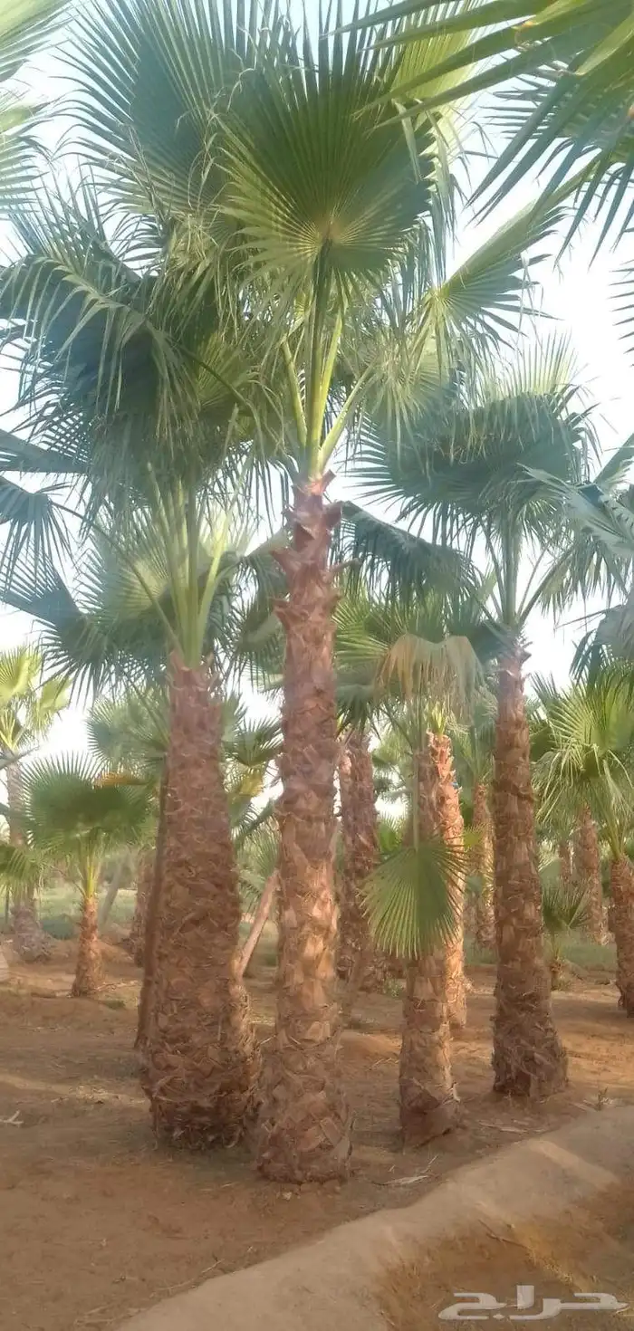 نخل واشنطني وعربي 8