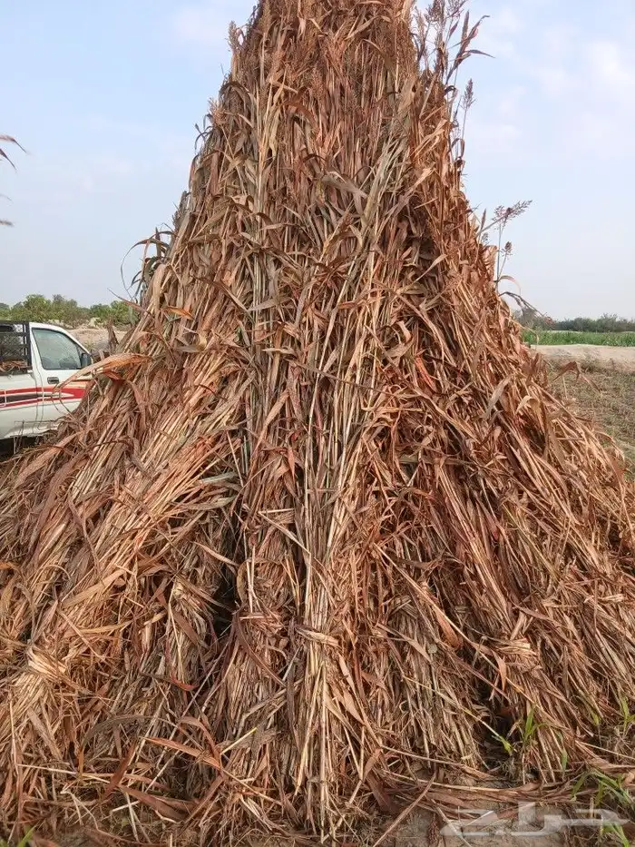 علف طيب وجديد الموقع القوز يوجد توصيل 0