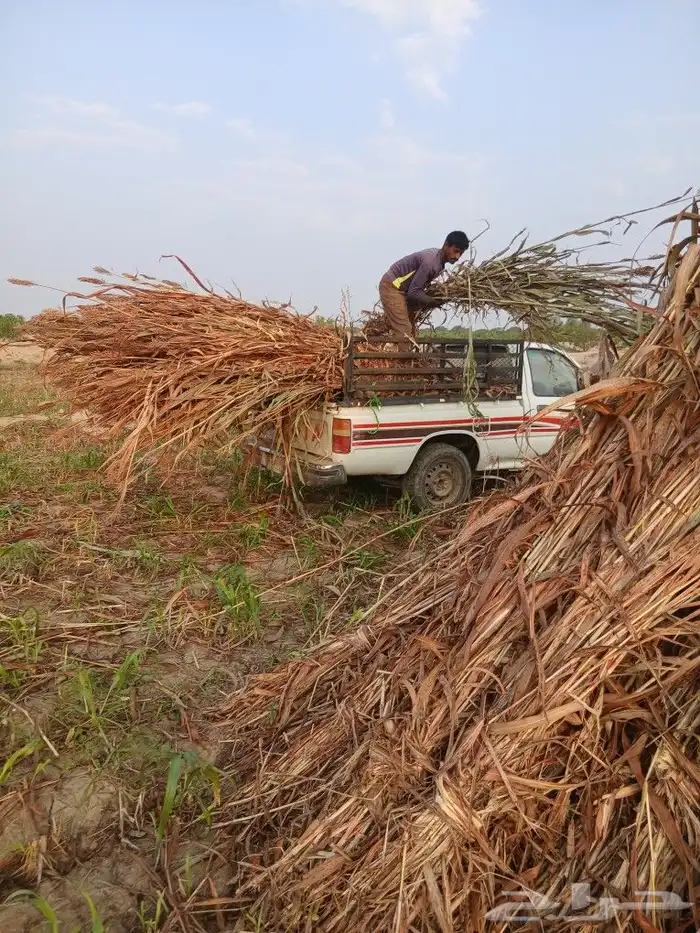 علف طيب وجديد الموقع القوز يوجد توصيل 1