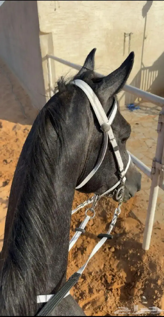 حصان شعبي ادهم 3