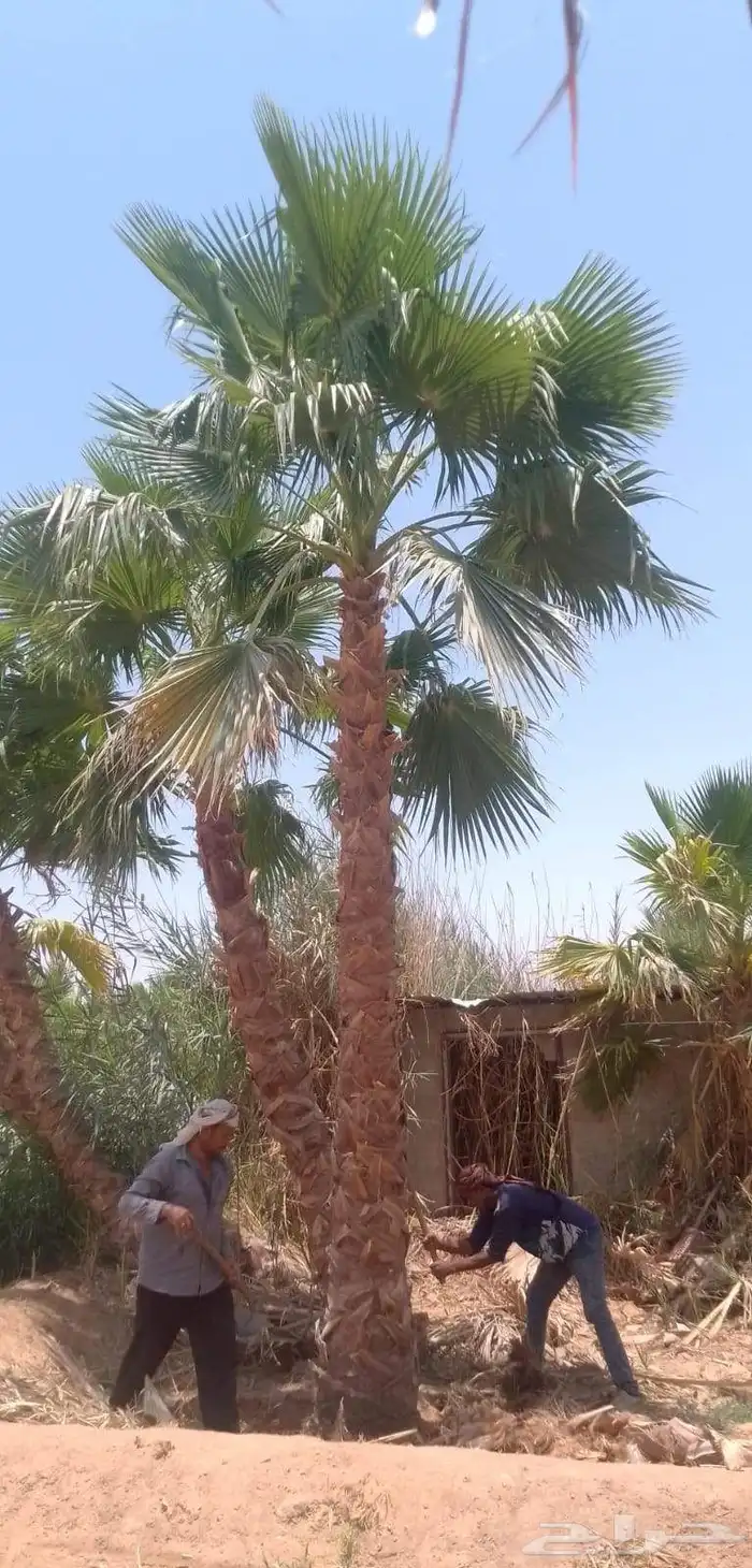 نخل واشنطني وعربي 9